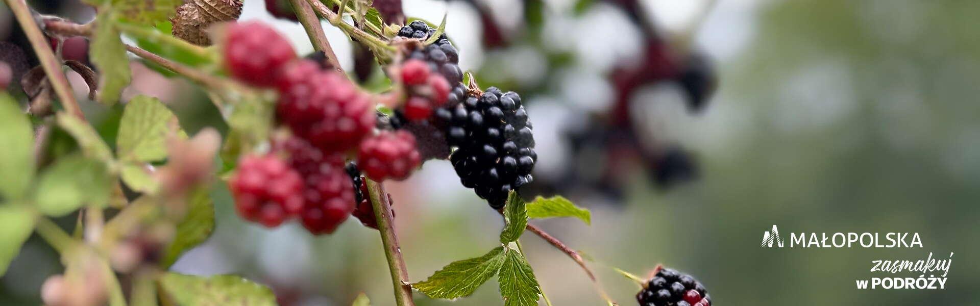 Brombeeren und Himbeeren auf Zweigen, unten rechts das Logo von Małopolska und die Aufschrift „Genießen Sie die Reise“)