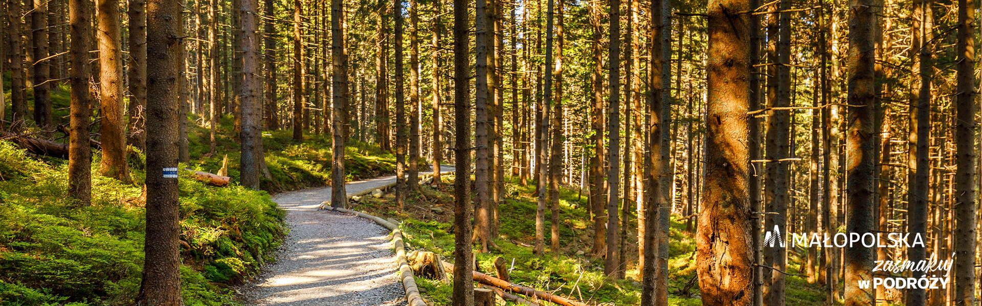 a rocky path through the forest, in the lower right corner the Małopolska logo and the inscription 