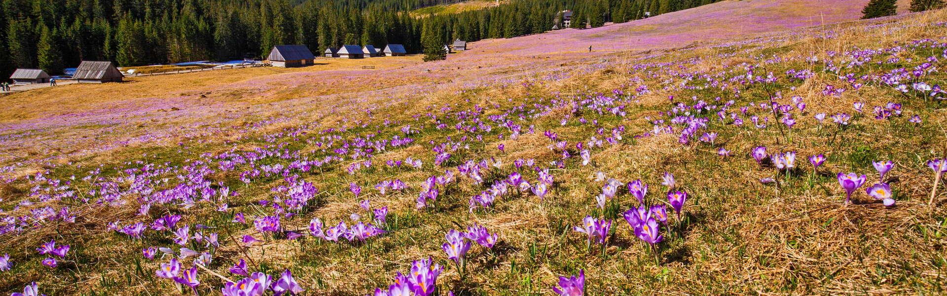 Ein Blick auf eine Lichtung, auf der Krokusse wachsen. Im Hintergrund Hütten und Berge