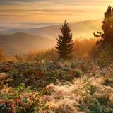 Image: Polskie Towarzystwo Tatrzańskie Oddział Beskid im. prof. Feliksa Rapfa Nowy Sącz