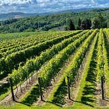 Image: Tłuczań Vineyard