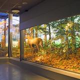 Bild: Zentrum für Naturbildung TPN Zakopane